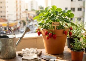 A fruta fácil de cultivar em vaso que cresce em espaços pequenos e produz o ano todo