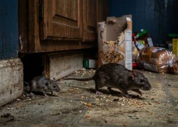 Com somente uma folha você consegue se livrar de ratos e camundongos de vez