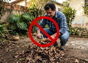 Não queime as folhas secas: elas são um excelente adubo para o seu jardim