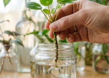 5 plantas bonitas que podem crescer na água para deixar a casa mais leve e fresca