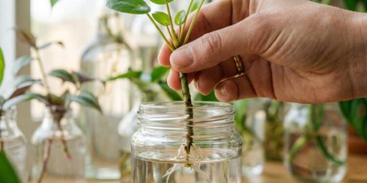 5 plantas bonitas que podem crescer na água para deixar a casa mais leve e fresca