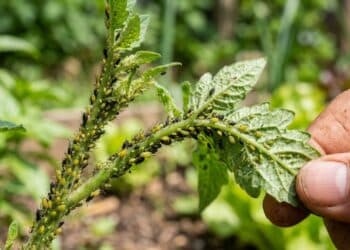 As melhores maneiras de afastar pulgões das plantas de forma natural