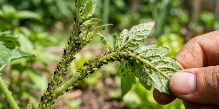 As melhores maneiras de afastar pulgões das plantas de forma natural
