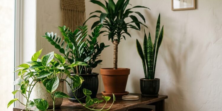 Inventário de Sobrevivência: 4 plantas que prosperam em baixa luminosidade (com guia de rega)