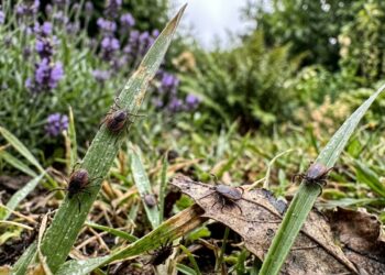 Evite carrapatos no seu jardim: esta flor funciona melhor do que produtos químicos