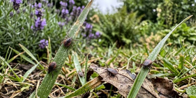 Evite carrapatos no seu jardim: esta flor funciona melhor do que produtos químicos