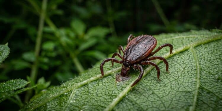 Remova-a do jardim: esta planta pode ajudar a criar o esconderijo perfeito para carrapatos