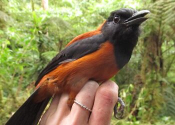 Primeira ave venenosa já registrada intriga pesquisadores e revoluciona estudos sobre pássaros