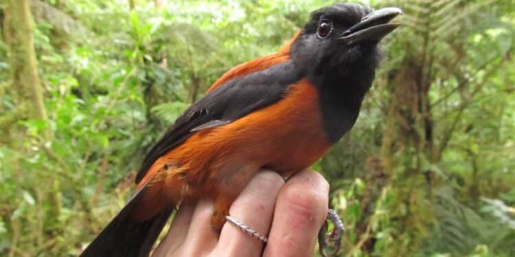 Primeira ave venenosa já registrada intriga pesquisadores e revoluciona estudos sobre pássaros