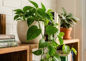 Planta jiboia em cascata iluminada pelo sol da tarde