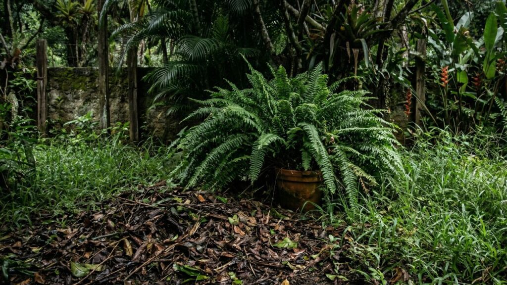 Remova-a do jardim: esta planta pode ajudar a criar o esconderijo perfeito para carrapatos