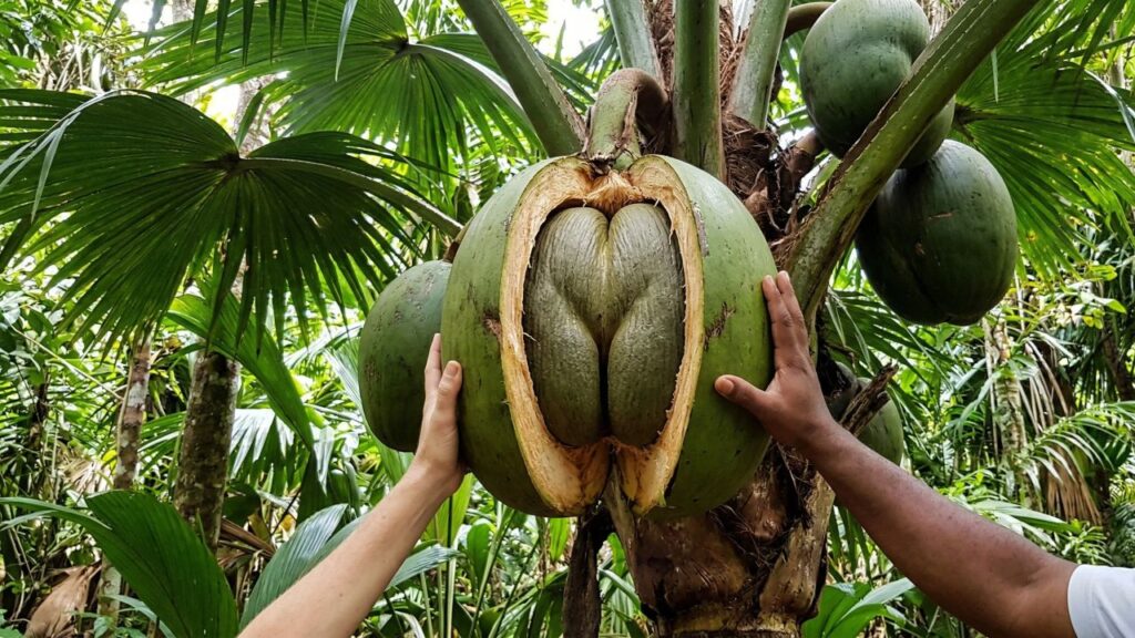 Parece escultura, mas é real: a semente gigante que pode chegar a 50 cm e pesar dezenas de quilos