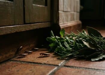 Baratas podem ficar longe da casa com estas 3 plantas aromáticas fáceis de usar