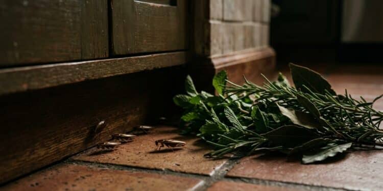 Baratas podem ficar longe da casa com estas 3 plantas aromáticas fáceis de usar