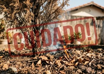 Conheça as 8 árvores e plantas mais perigosas para um jardim que podem aumentar risco de incêndio em sua casa