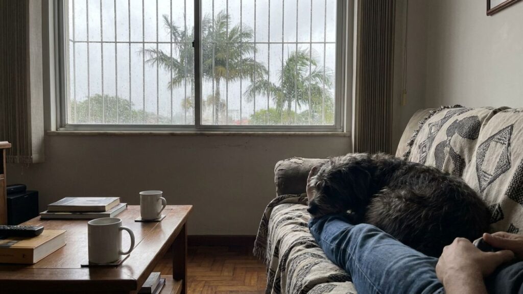 Por que o cachorro se apoia em você e o que esse gesto revela sobre a relação com o tutor