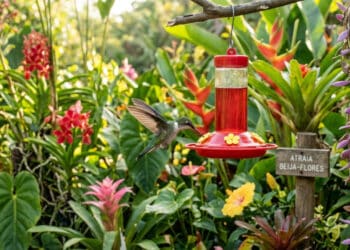 Comedouros bem posicionados ajudam a manter beija-flores no jardim o ano inteiro