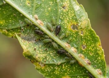 Como afastar insetos de plantas do jardim sem complicação e com soluções naturais fáceis de aplicar