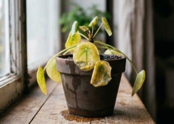 O Truque da Planta Ressuscitada: o ingrediente que salva sua orquídea ou folhagem amarelada