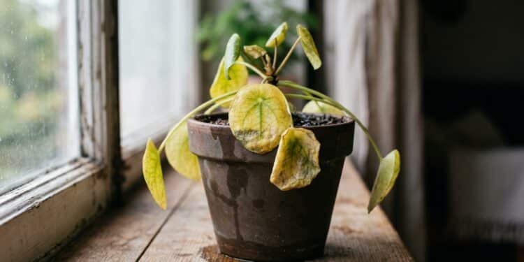O Truque da Planta Ressuscitada: o ingrediente que salva sua orquídea ou folhagem amarelada