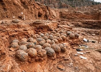 Mais de 100 ovos de dinossauro do tamanho de bola de futebol são achados após 72 milhões de anos