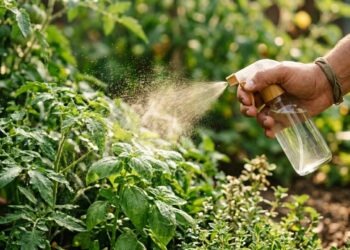 Como fazer inseticida natural com folhas de tomate para pulverizar nas plantas do jardim