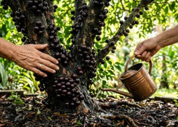 Como cuidar da jabuticabeira para ela crescer forte, saudável e produzir mais frutos
