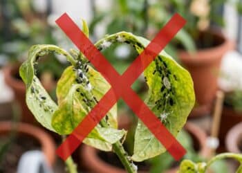 O borrifador milagroso de 3 ingredientes que blinda suas plantas contra pragas (sem veneno e sem gastar nada)