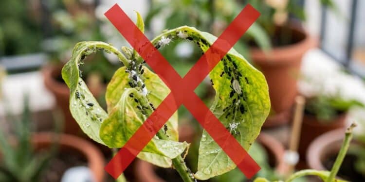 O borrifador milagroso de 3 ingredientes que blinda suas plantas contra pragas (sem veneno e sem gastar nada)