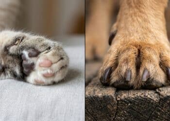 Por que gatos escondem as garras e cães não: a diferença está no modo de caça de cada animal