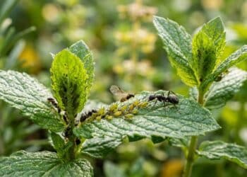 Como afastar insetos de plantas do jardim sem complicação e com soluções naturais fáceis de aplicar