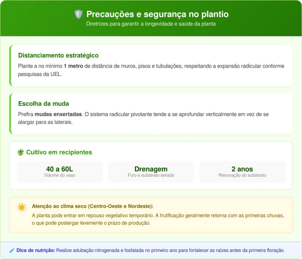 A espécie que desafia o calendário e frutifica a cada 90 dias em recipientes