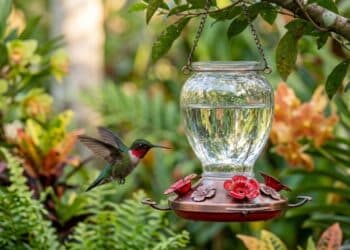Quando colocar os comedouros para beija-flores para que você esteja preparado para as primeiras chegadas?