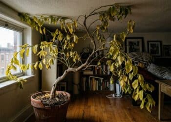 8 árvores frutíferas que você não deve cultivar em ambientes internos, segundo especialistas em jardinagem