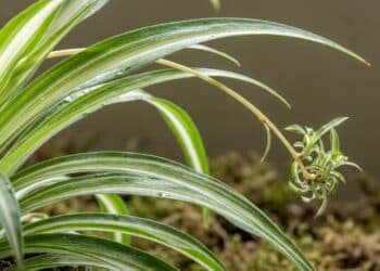 Transforme sua decoração com esta planta de interior que cresce sozinha e cria um efeito cascata