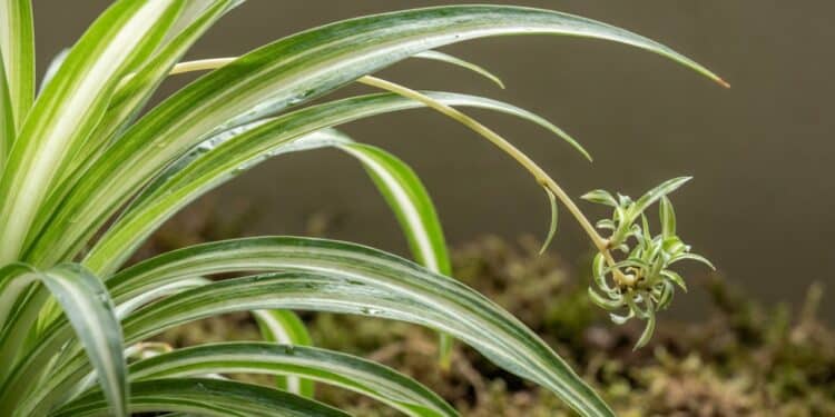 Transforme sua decoração com esta planta de interior que cresce sozinha e cria um efeito cascata