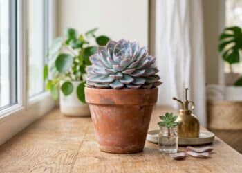 Como fazer mudas de suculentas para multiplicar suas plantas sem gastar muito dinheiro