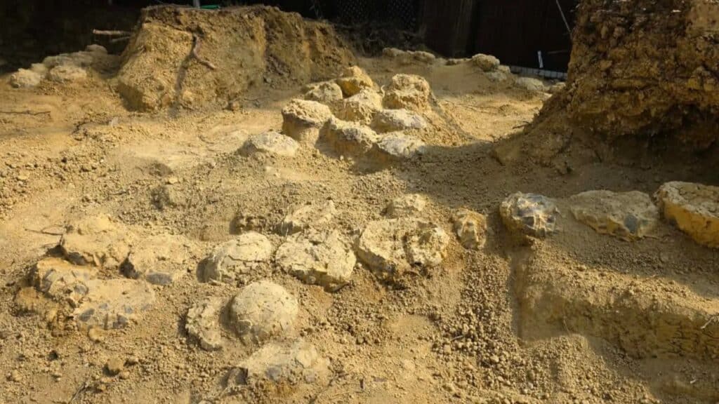 Mais de 100 ovos de dinossauro do tamanho de bola de futebol são achados após 72 milhões de anos