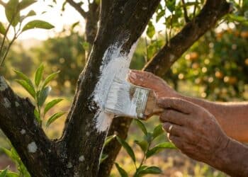 O motivo curioso que faz agricultores pintarem troncos de árvores de branco há gerações
