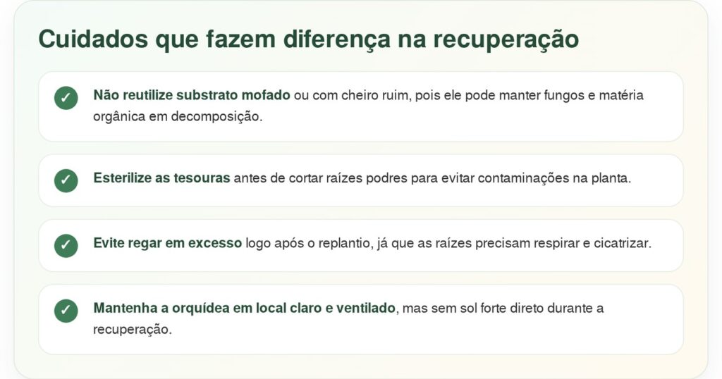 Por que as raízes das orquídeas mofam e como salvar a planta com um pó que custa apenas R$ 5