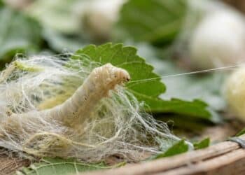 Como os bichos-da-seda produzem o fio delicado que virou tecido usado no mundo todo