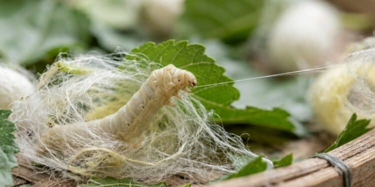 Como os bichos-da-seda produzem o fio delicado que virou tecido usado no mundo todo