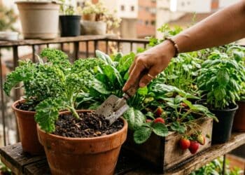 Conheça os 7 superalimentos transformam pequenos espaços em hortas produtivas e nutritivas e garante alimentos sempre