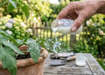Como usar o leite para prevenir pragas e melhorar a saúde das plantas