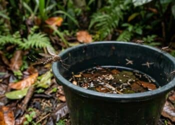 O “Balde da Perdição” pode ser sua arma secreta contra mosquitos neste outono