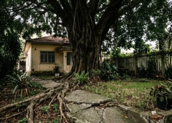 Algumas árvores dominam o quintal em poucos meses e exigem atenção antes do plantio
