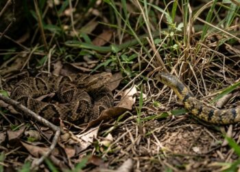 5 diferenças entre cobras venenosas e não venenosas que podem evitar acidentes