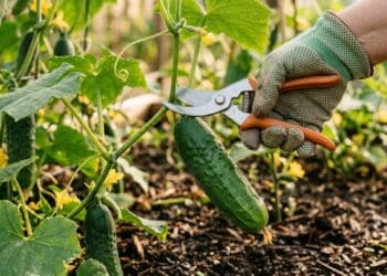 Como colher pepinos para obter maiores rendimentos e frutos mais saborosos