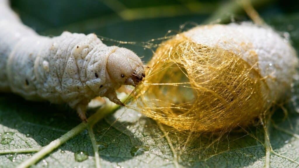 Como os bichos-da-seda produzem o fio delicado que virou tecido usado no mundo todo
