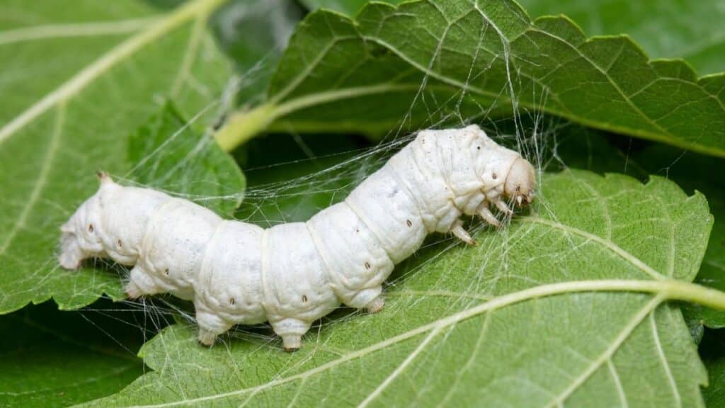 Como os bichos-da-seda produzem o fio delicado que virou tecido usado no mundo todo